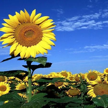 Marco Polo Bed & Breakfast